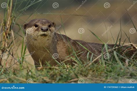 Smooth coated otter stock photo. Image of consevation - 174729360