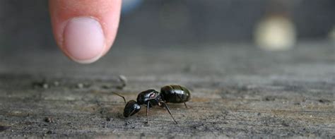 Identifying and Treating Carpenter Ants