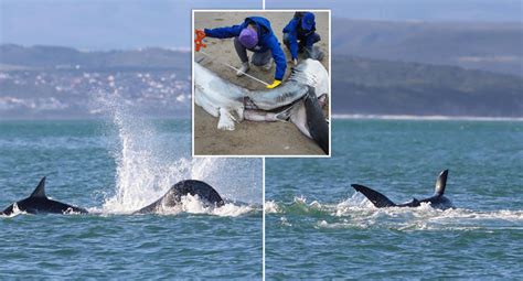 Wild orca footage emerges after shark carcass washes up on beach