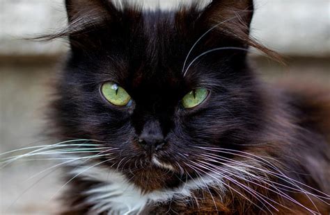 Do All Black Cats Have Green Eyes? Facts, Characteristics ...