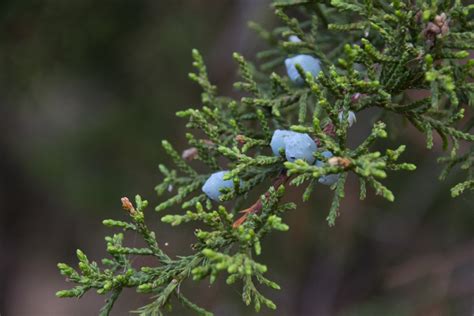 Juniper Berries by pyrexa on DeviantArt