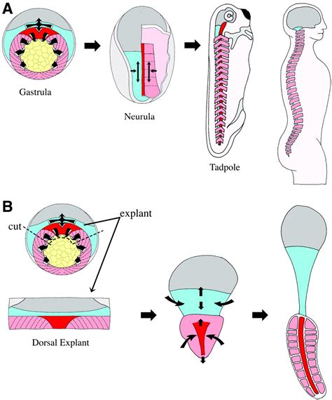 Shaping the Vertebrate Body Plan by Polarized Embryonic Cell Movements ...