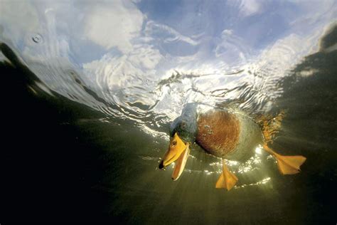 Amazing picture of a mallard diving below the surface of a lake | Daily ...