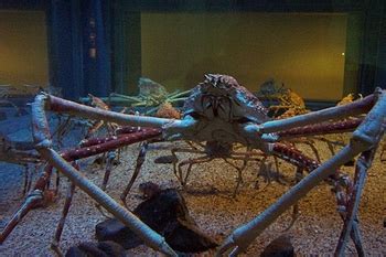 Japanese Spider Crab Habitat: Lesson for Kids | Study.com