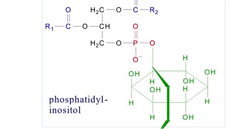 Sphingophospholipids - YouTube