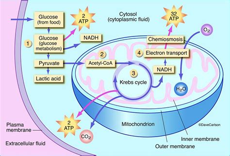 Diagram of aerobic respiration within a plant cell, which is the ...