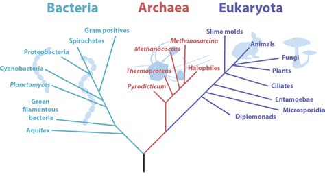 Archaea – General Microbiology