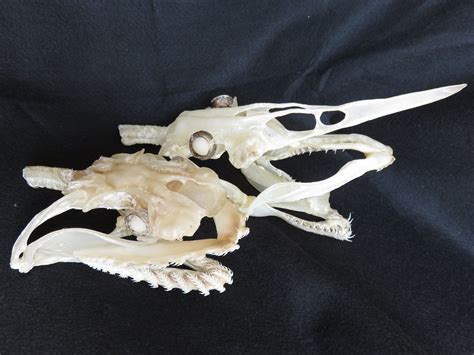 Skull of a frilled shark (Chlamydoselachus anguineus) ラブカ and goblin ...