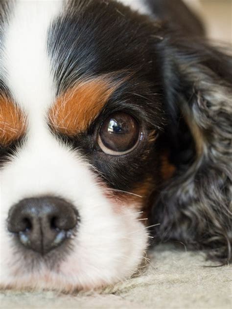 Adorable King Charles Cavalier Spaniel Puppies