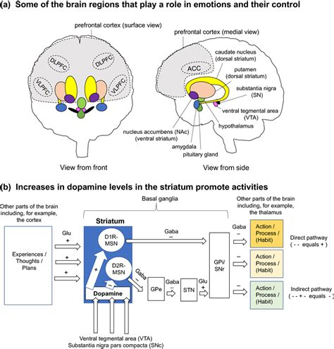 Simplified views of brain anatomy and the function of the striatum. A ...