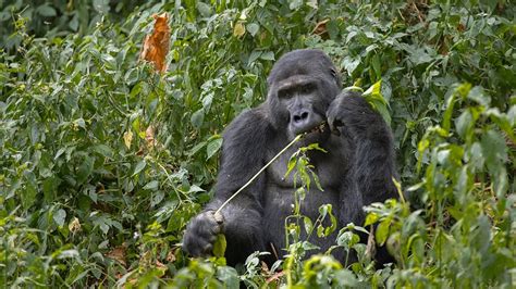 Mountain gorilla Habitat | Uganda Safari gorilla Tours