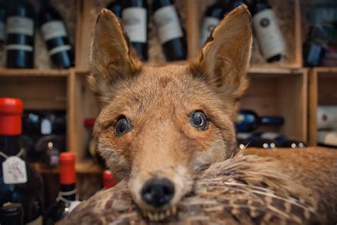 Fox Goose Wine Store - Free photo on Pixabay - Pixabay