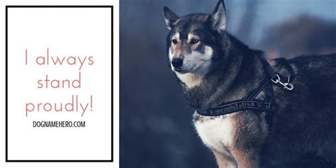 Husky Names - 160 Best Dog Names for Huskies [Infographic]