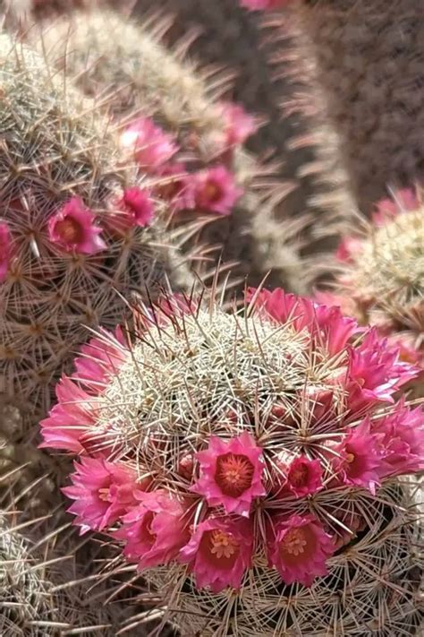 When Do Cactus Bloom: A Guide To Understanding Cactus Flowering