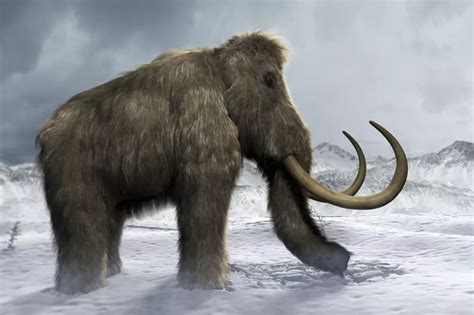 The real reason iconic woolly mammoths died out - and it came from ...