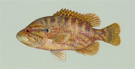 Lepomis gulosus - Wikimedia Commons