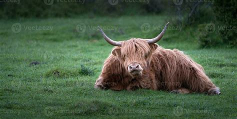 Cow With Horns Stock Photos, Images and Backgrounds for Free Download