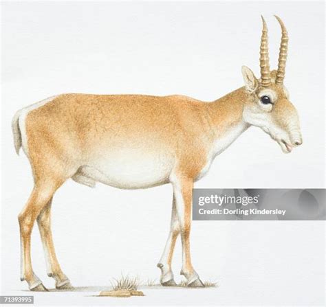 70 Saiga Antelope Stock Photos, High-Res Pictures, and Images - Getty ...