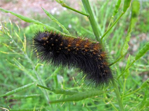 Caterpillars | Four String Farm on WordPress.com | Fuzzy caterpillar ...