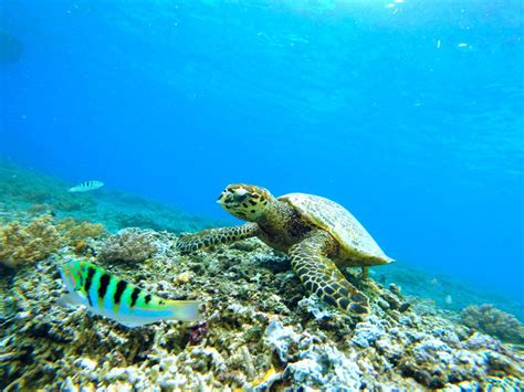 Sea Turtle Habitat - Sea Turtle Facts and Information