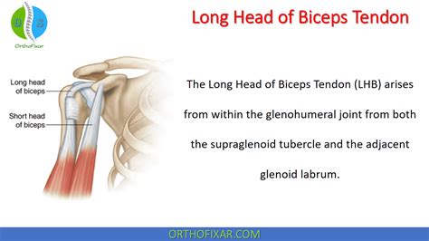 Long Head Of Biceps Tendon | OrthoFixar 2025