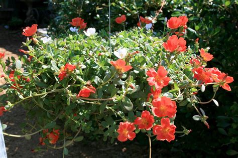 New varieties renew interest in old purslane | Mississippi State ...