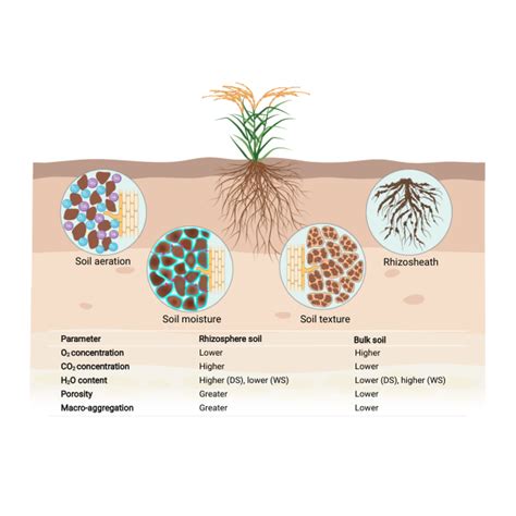 Root-dominated changes in the physical properties of rhizosphere soil ...