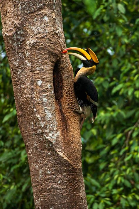 Male Great Hornbill Feeding the Female at the Nest Cavity Stock Image ...