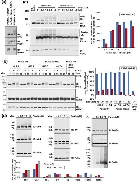 Ubiquitination assays on isolated mitochondria reveal preference for ...