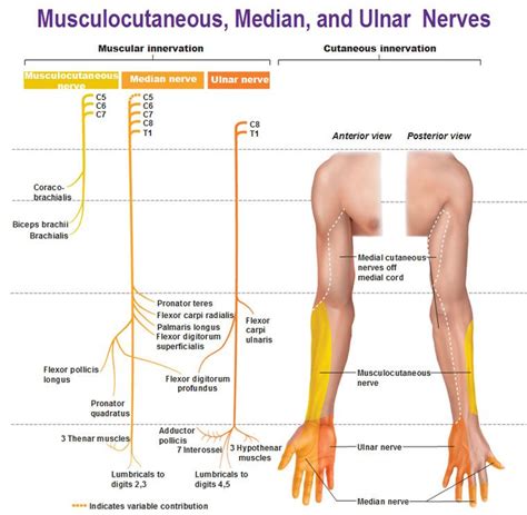 Peripheral Nervous System: Spinal Nerves and Plexuses | Physical ...