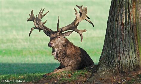 Red Deer Antlers | Wildlife Online