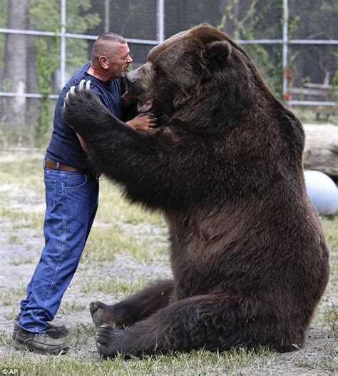 Jimbo the Kodiak bear still loves a playful hug from his carer (despite ...