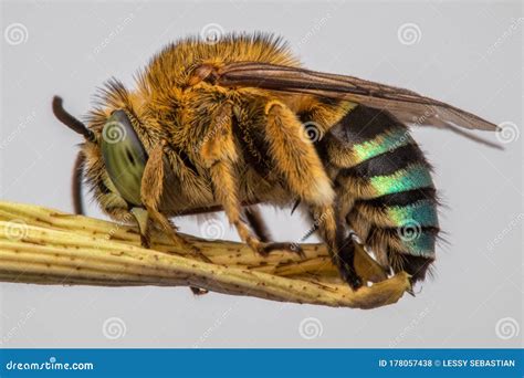 The Macro Photography of Honey Bee Stock Photo - Image of insects ...