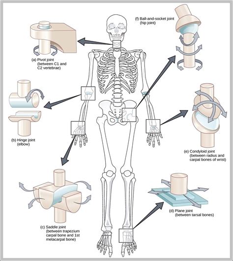 Hinge Joint Anatomy