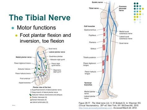 경골신경-Tibial nerve | Plexus products, Nerve anatomy, Nerve conduction study