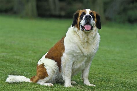 Saint Bernard Breed Information Guide: Photos, Traits, & Care - BARK Post