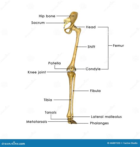 Hip joint with legs stock illustration. Illustration of joint - 46887320