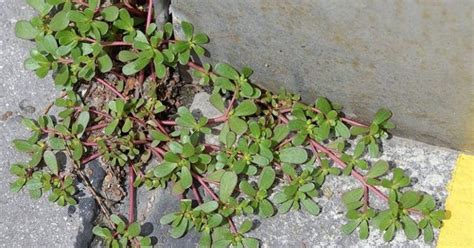 N’arrachez surtout pas cette mauvaise herbe si elle pousse dans votre ...