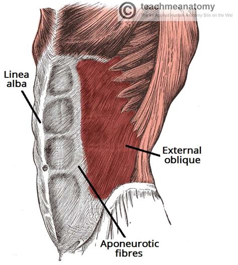 Posterior Muscles Of Torso : Muscles Of The Trunk Anatomy Diagram ...