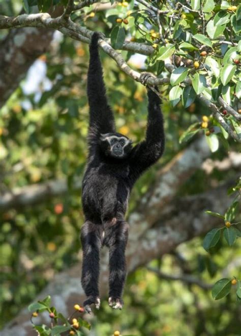 Pileated Gibbon Sounds & Calls | Wild Ambience Nature Sounds