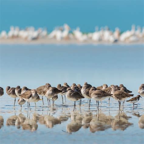 Animals & Plants of the Estuary | USA Today