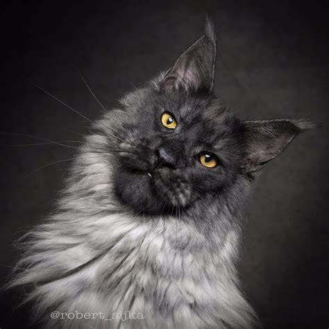 30 Majestic Pictures of Maine Coon Cats by Robert Sijka