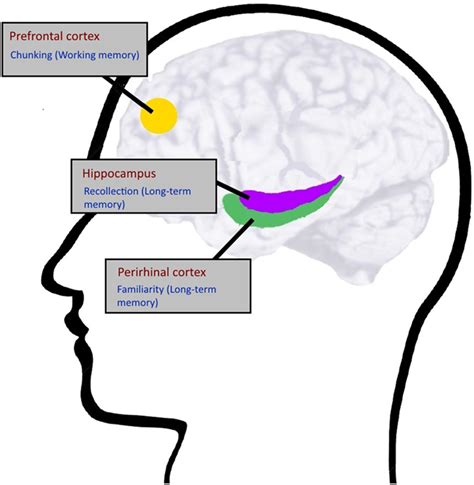 When One Is More Than Two: Increasing Our Memory · Frontiers for Young ...