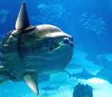 Sunfish - Description, Habitat, Image, Diet, and Interesting Facts