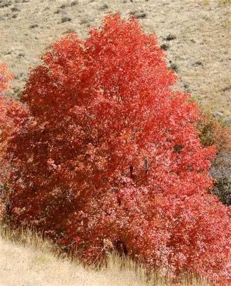 Bigtooth Maple fall color | Trees to plant, Xeriscape, Colorful garden