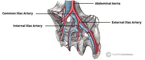 Arteries of the Pelvis - Internal Iliac - Pudendal - Vesical ...