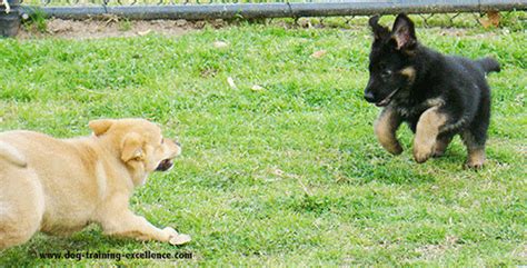 Training German Shepherd Dogs: The Ultimate Guide