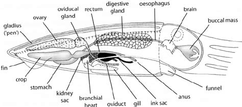 Cuttlefish Anatomy