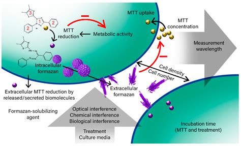 IJMS | Free Full-Text | The MTT Assay: Utility, Limitations, Pitfalls ...