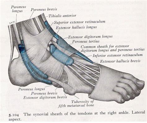 Muscles of the ankle lateral view (Printer-friendly version)